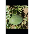 CONFESSIONS OF A SENIOR PLANT VIROLOGIST...and pathologist...: New Edition