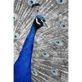 Blue Peacock: The Indian Peafowl or Blue Peafowl Is a Large and Brightly Colored Bird, Native to South Asia.