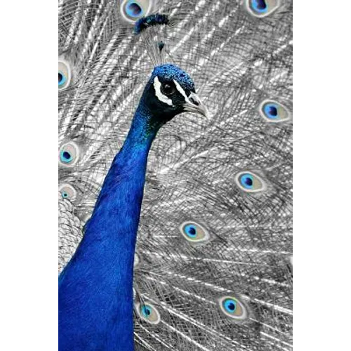 Blue Peacock: The Indian Peafowl or Blue Peafowl Is a Large and Brightly Colored Bird, Native to South Asia.