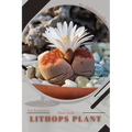 Lithops Plant: Plant Guide