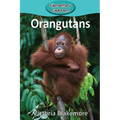 Orangutans