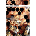 Queen Rearing