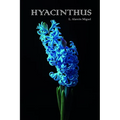 Hyacinthus