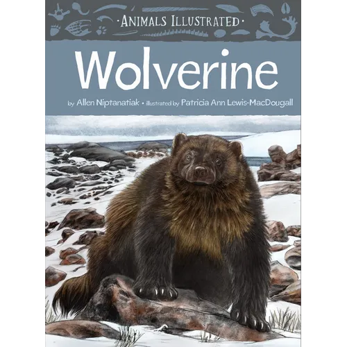 Animals Illustrated: Wolverine