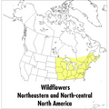 A Peterson Field Guide to Wildflowers: Northeastern and North-Central North America
