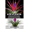 Air Plant: Step by Step Guide to Growing Tillandsia + Tips for Indoor Plants
