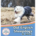 Old English Sheepdogs at Work