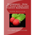 Raspberries - How To Plant, Grow and Harvest Raspberries: USDA Bulletin