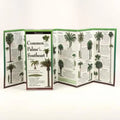Common Palms of the Southeast & Texas