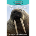 Walruses
