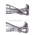 The Body Multiple: Ontology in Medical Practice