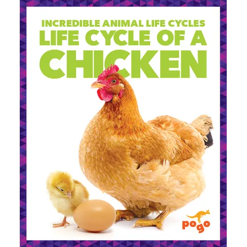 Life Cycle of a Chicken