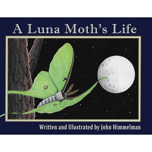 A Luna Moth's Life