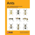 Ants