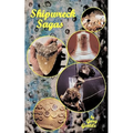Shipwreck Sagas
