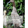 Indian Runner Duck Culture