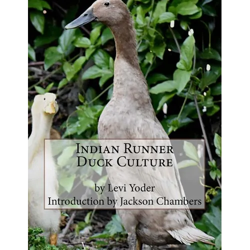 Indian Runner Duck Culture