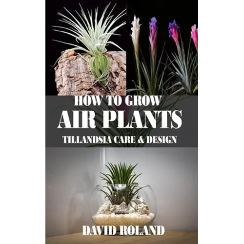 How to Grow Air Plants: Tillandsia Care and Design
