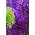 Blossoms: Alliums Are Hardy Bulbs That Produce Dramatic Balls of Purple, Blue, Yellow or Pink Flowers Atop Stiff, Upright Stems.