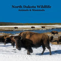 North Dakota Animals and Mammals Wildlife Book: Great North Dakota Animals Book for Children of all Ages