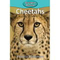 Cheetahs