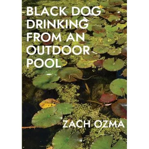 Black Dog Drinking from an Outdoor Pool