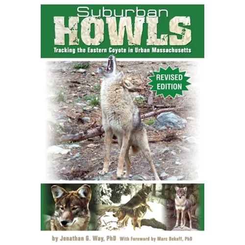 Suburban Howls: Tracking the Eastern Coyote in Urban Massachusetts