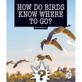 How Do Birds Know Where to Go?