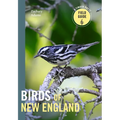 Birds of New England: A Timber Press Field Guide