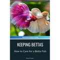 Keeping Bettas: How to Care for a Betta Fish