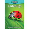 Ladybugs
