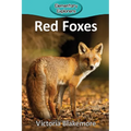 Red Foxes