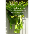 Growing Staghorns from Spore