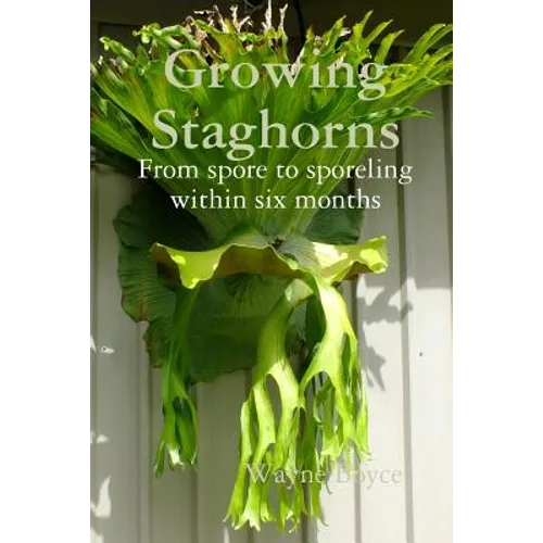 Growing Staghorns from Spore