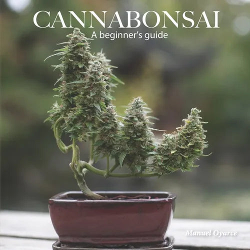 Cannabonsai: A Beginners Guide
