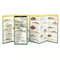 Fishes of the Mid-Atlantic Coast