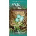 Nests and Eggs of North American Backyard Birds