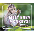 Meet Baby Monkeys!