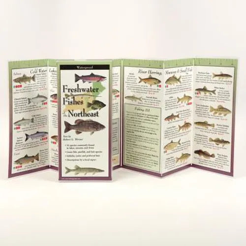 Freshwater Fishes of Northeast
