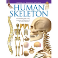 Universal Reference Guide - HUMAN SKELETON