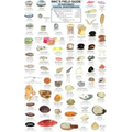 Mac's Field Guides: Northwest Coastal Invertebrates