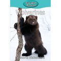 Wolverines