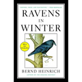 Ravens in Winter