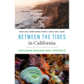 Between the Tides in California: Exploring Beaches and Tidepools