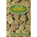 Marijuana Harvest: How to Maximize Quality and Yield in Your Cannabis Garden
