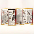Sibley's Owls of North America