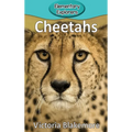 Cheetahs