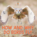How and Why Do Birds Fly