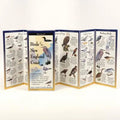Birds of the New England Coast