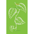 Pothos